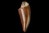 Serrated, Raptor Tooth - Real Dinosaur Tooth #160025-1